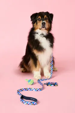 Checkers Pet Gift Set